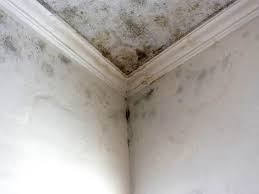 Mold Remediation for Rental Properties in Quitman, MS